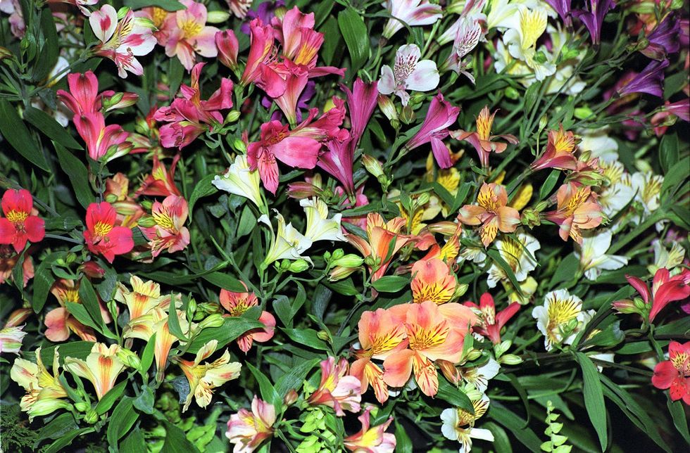 Colourful lilies