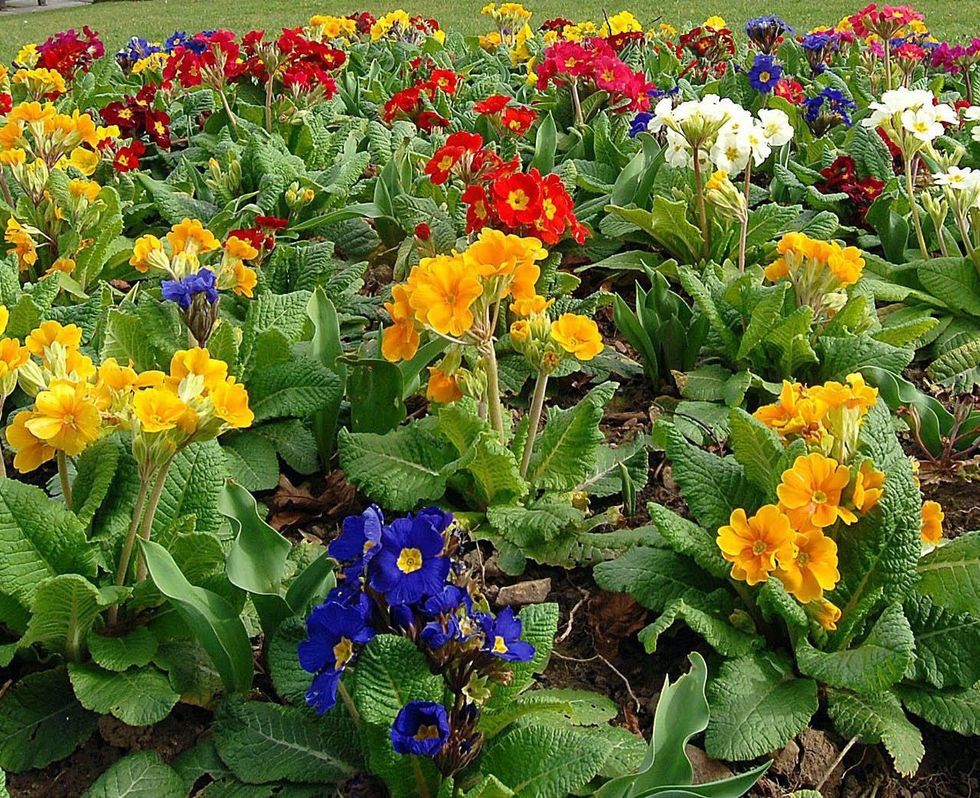 Colourful pansies