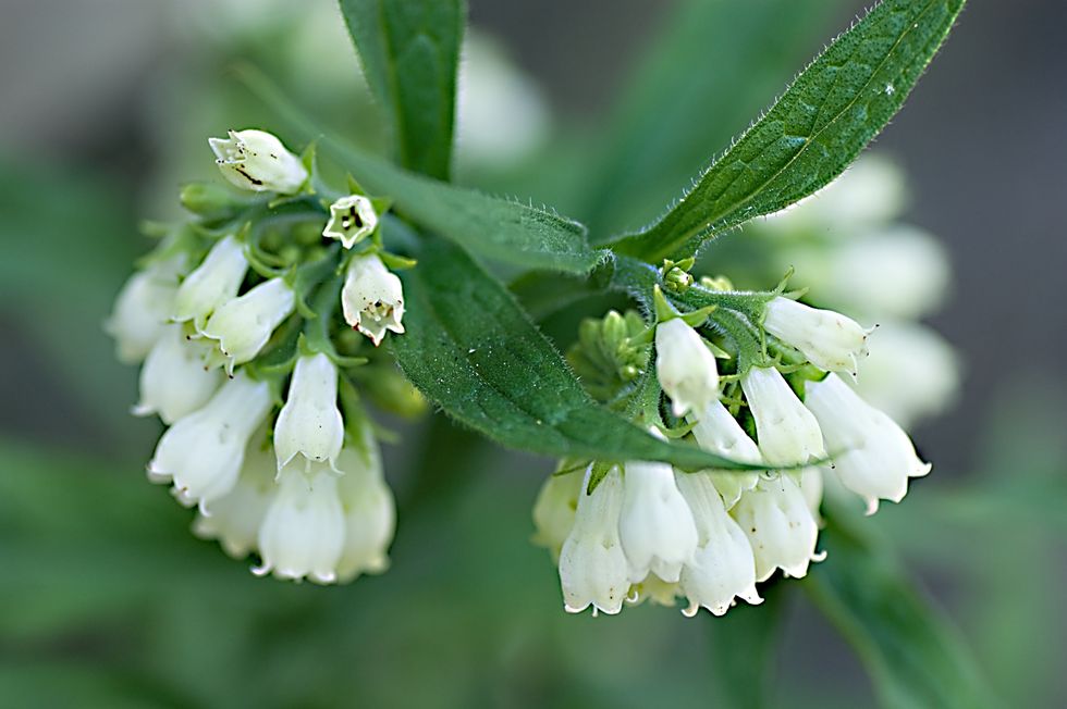 Comfrey