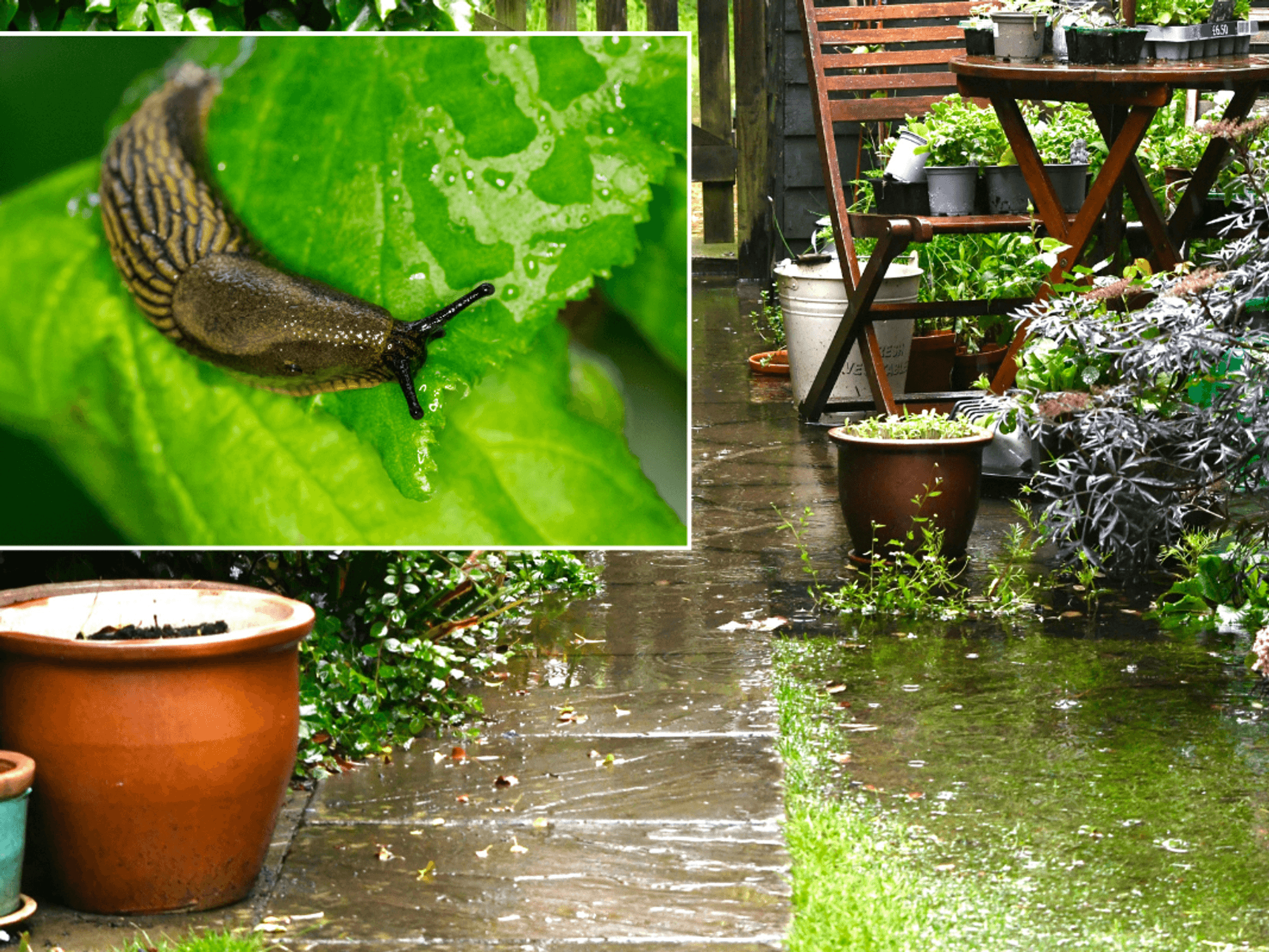 Common slug on a green leaf; garden in the rain with a patio, flowers, grass and a terracotta pot