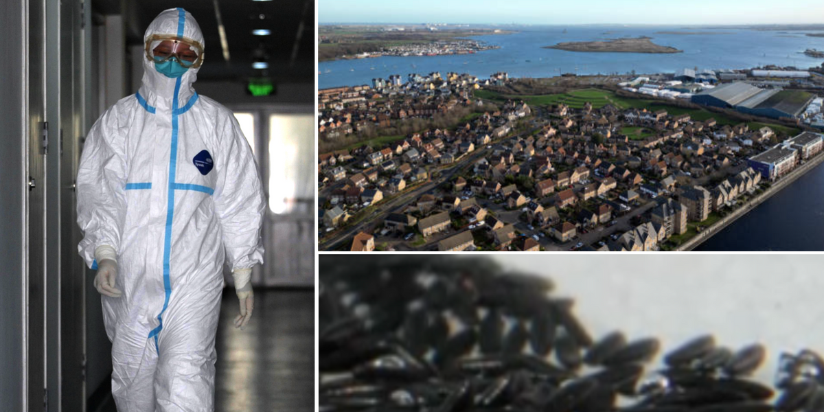 NextImg:Deadly fever warning over mosquito eggs found in UK