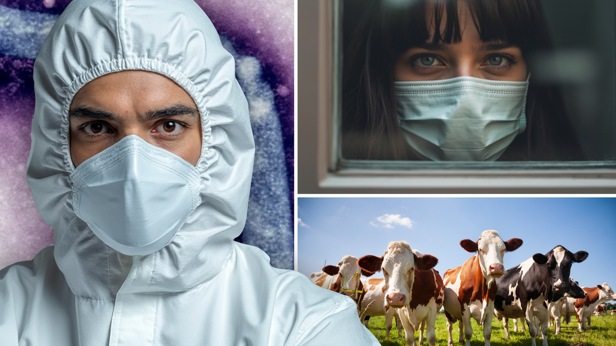 Composite image of a man in a hazmat suit (left), woman in face mask (top right) and cows (bottom right)