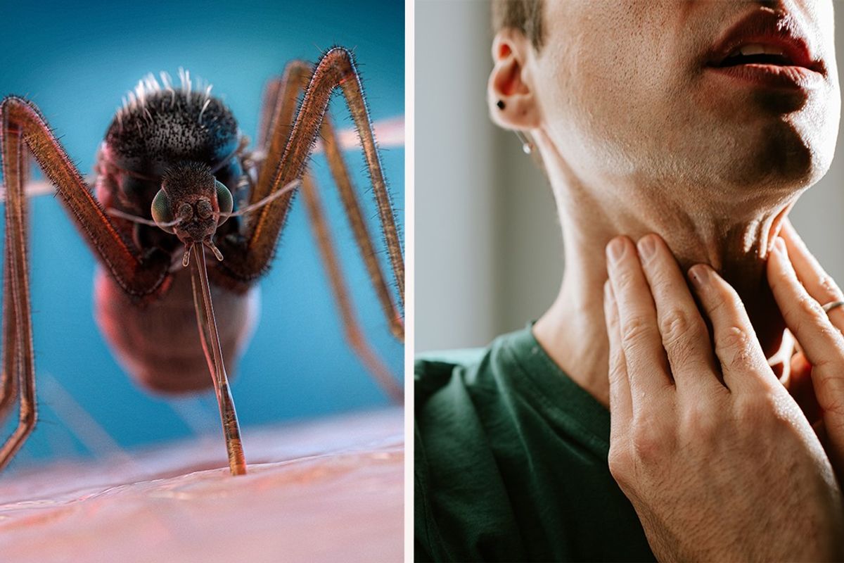 Composite image of a mosquito and a person holding their throat 