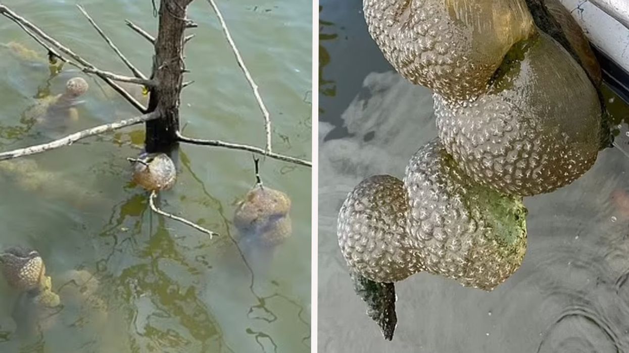 Composite image of bryozoans in McGee Creek Reservoir, Oklahoma