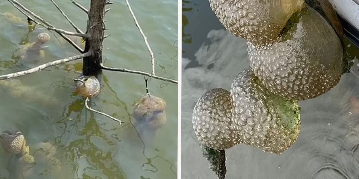 NextImg:Bizarre 'alien egg pods' pulled from reservoir sparks fear over 'body snatchers' as locals warned more coming