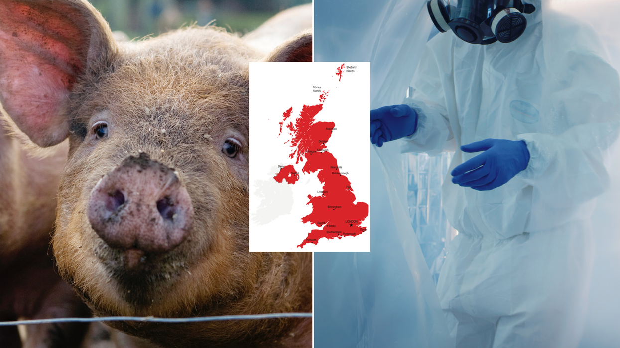 Composite image of pigs, UK map and man in a hazmat suit