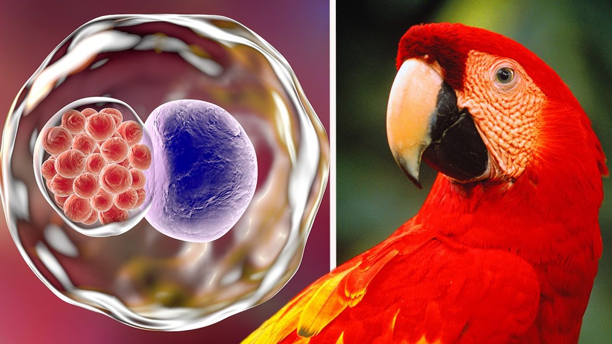Composite image of psittacosis and parrot