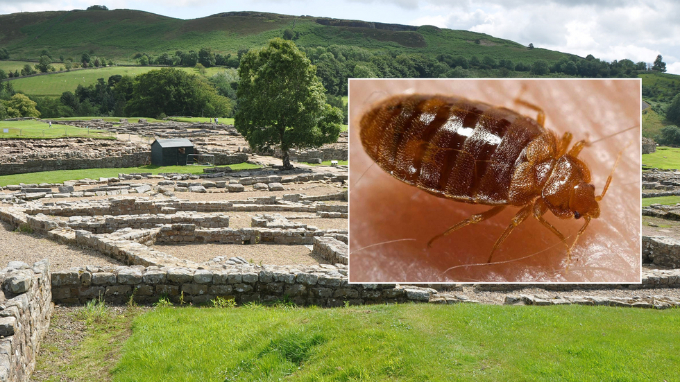 Composite image of Vindolanda fort and a bedbug