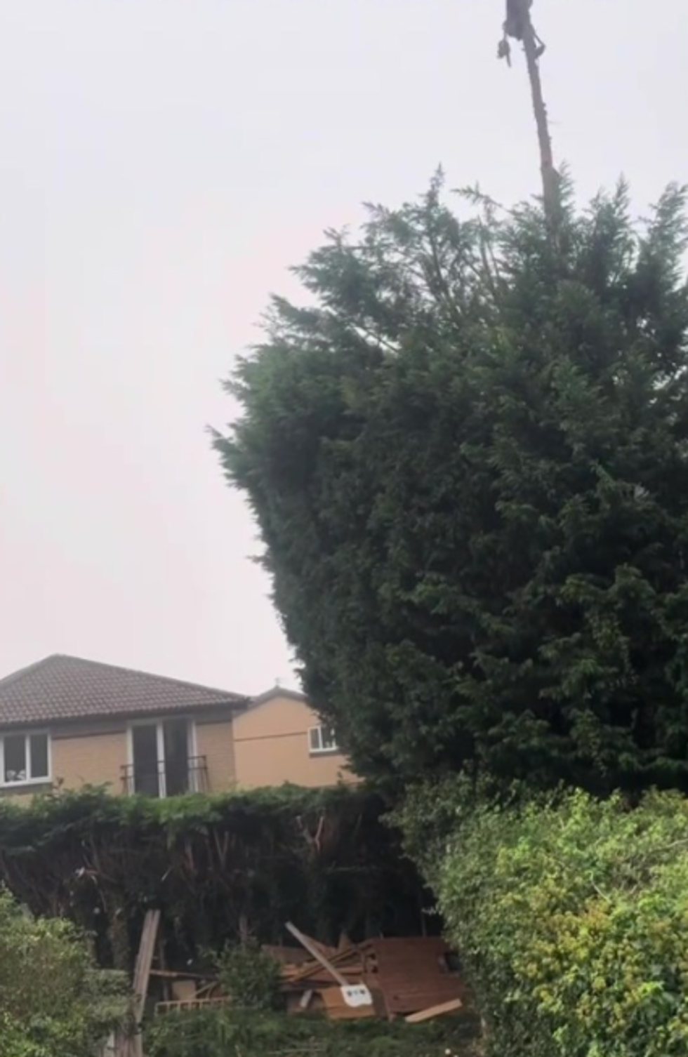 Conifer trees