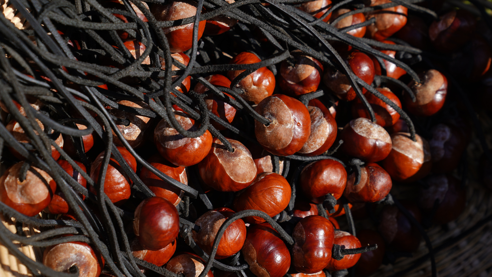 Conker championship could descend into 'farce' after nuts imported from France