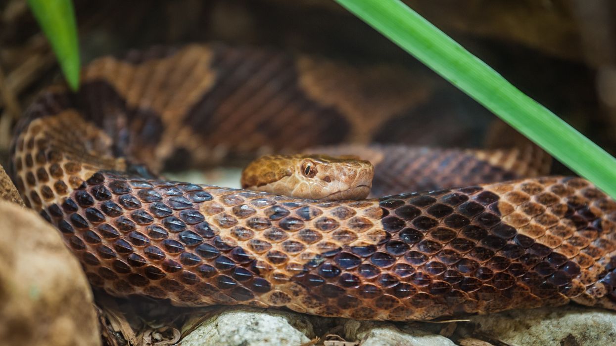 Copperhead snake