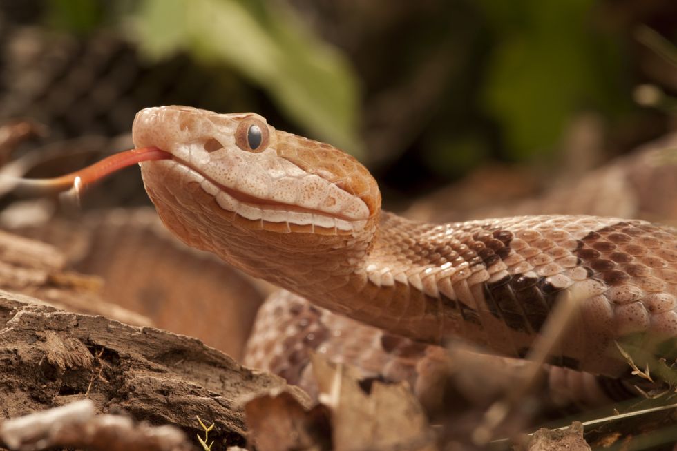 Copperhead snake