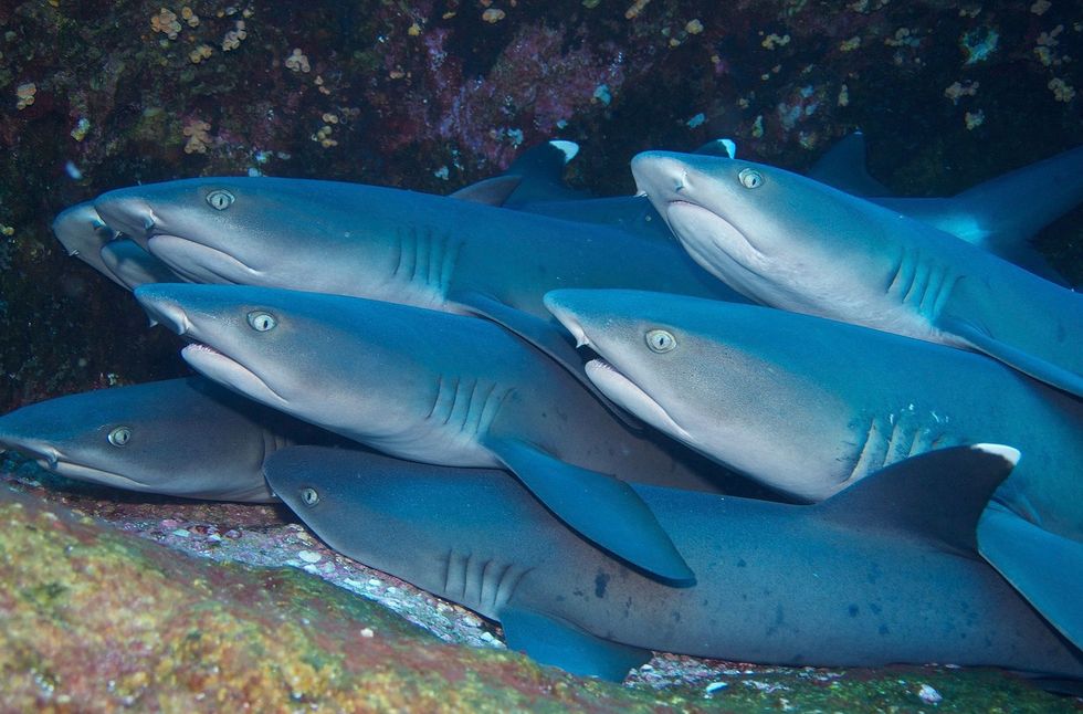 Coral Reef sharks