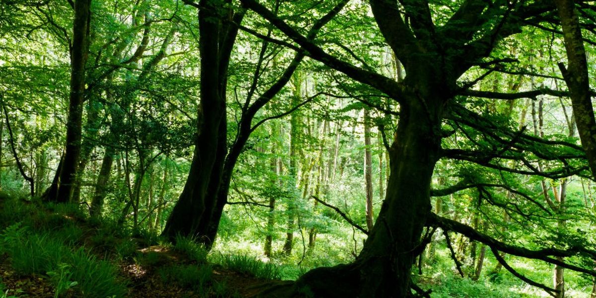 NextImg:Mystery as 'multiple dead bodies' found in woods