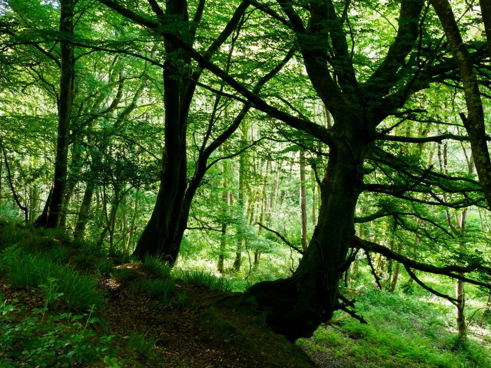 Cornish woodland