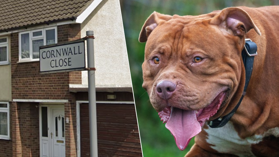 Cornwall Close road sign/XL Bully