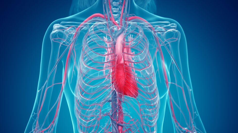 CORONARY SYSTEM ILLUSTRAION