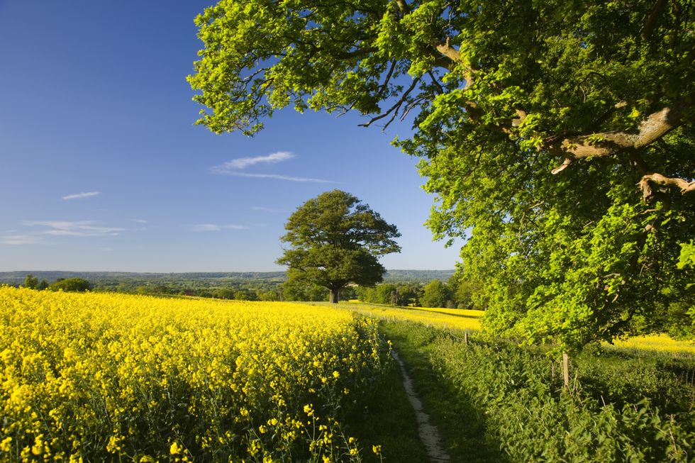 Countryside in Surrey
