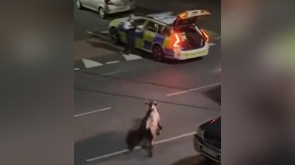 Cow and police
