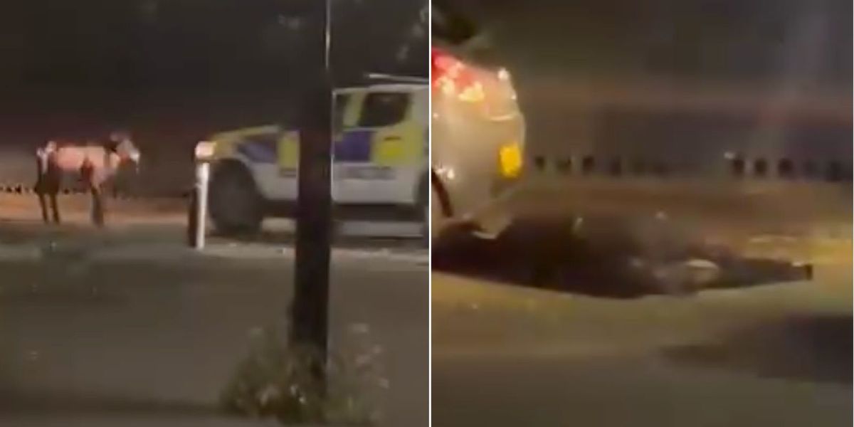 NextImg:New video shows police rammed terrified calf FIVE times and called for 'armed response to shoot it'