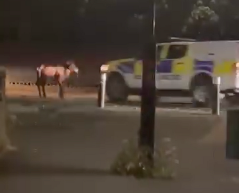 Cow in Staines-upon-Thames