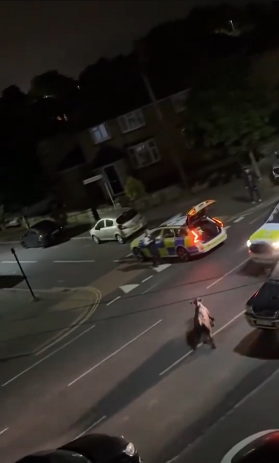 Cow on the loose in London