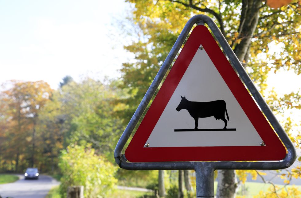 Cow road sign