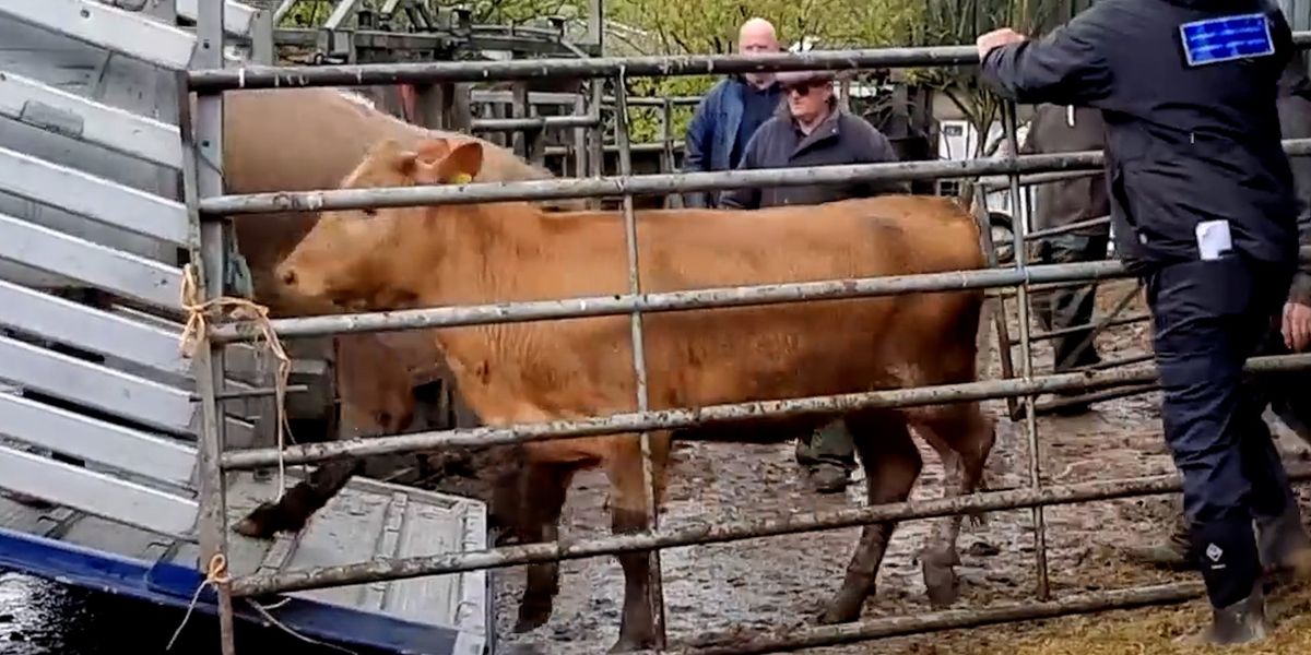 Devastated farmer had 14 cows stolen after rustlers ‘tipped off that local landowners were away at stag do’ Devastated farmer had 14 cows stolen after rustlers ‘tipped off that local landowners were away at stag do’