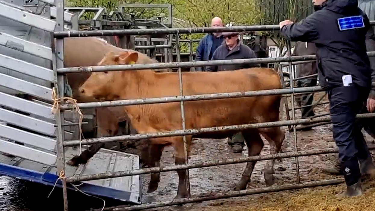 Cows escape from farm on Stoke