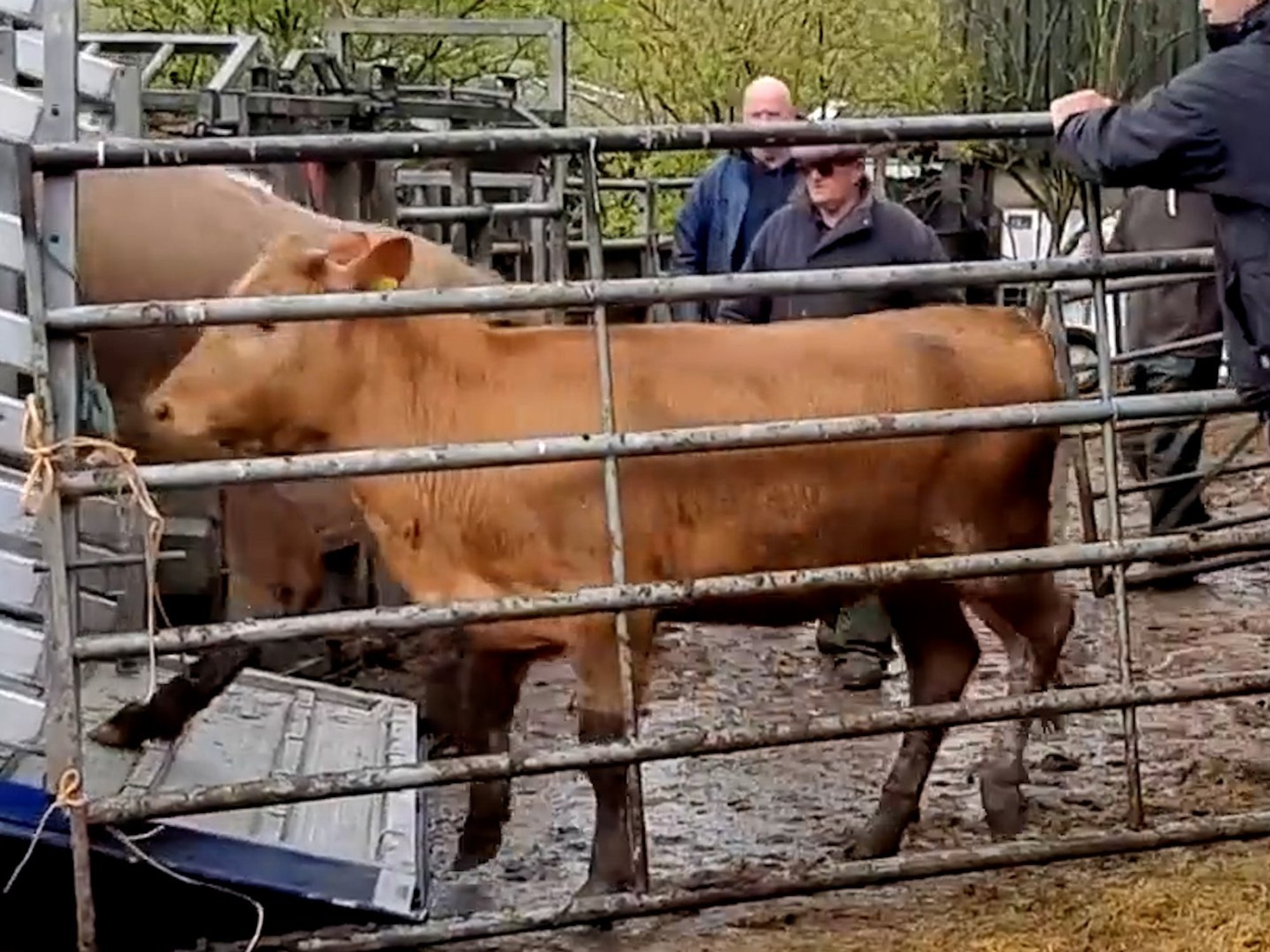 Cows escape from farm on Stoke