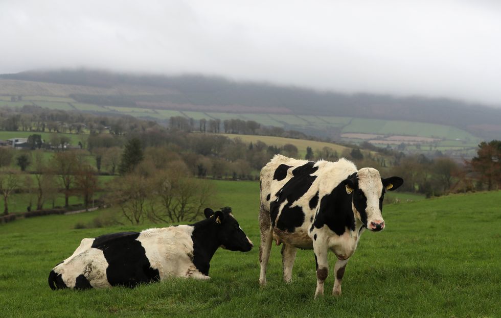 Cows in a field in Co. Wicklow.