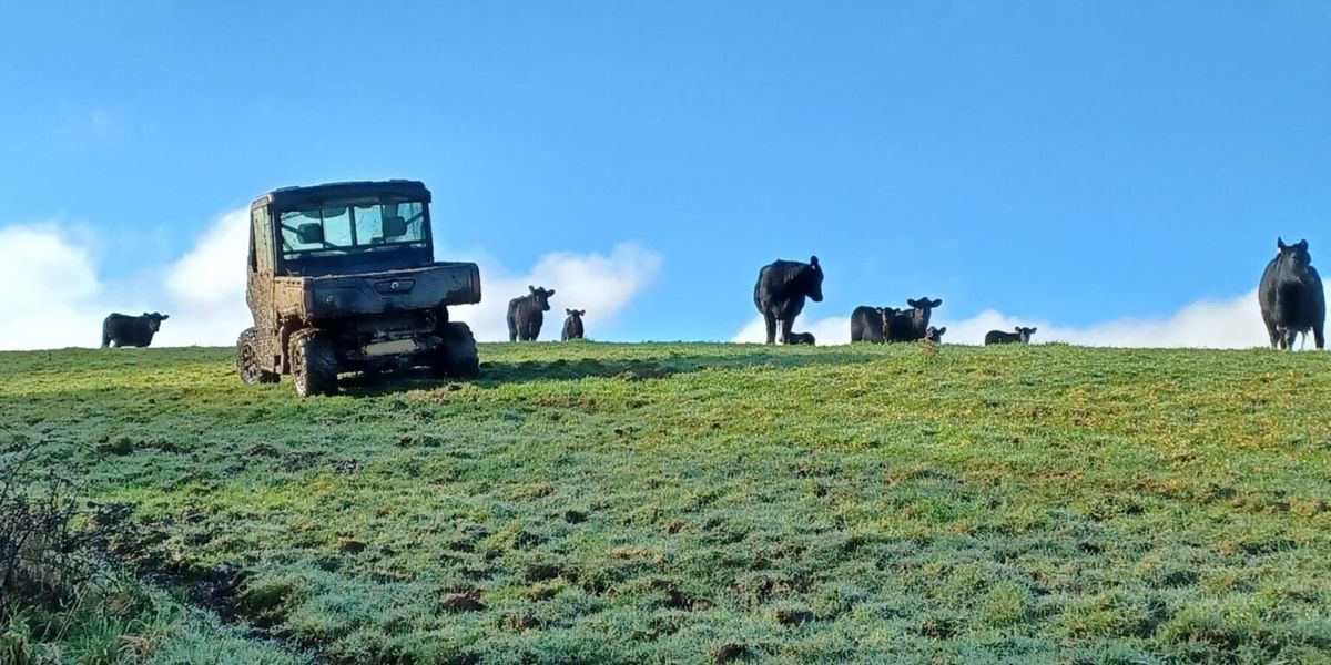 Dog walker rescued from tree by firefighters after scrambling to flee angry cow Dog walker rescued from tree by firefighters after scrambling to flee angry cow