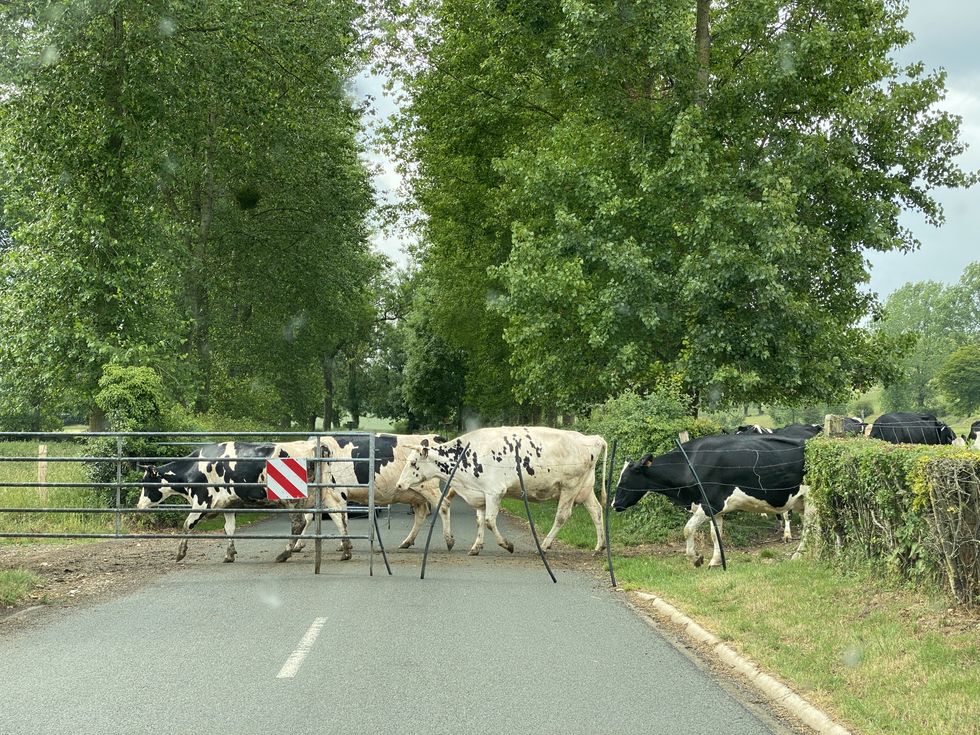 Cows in Pas-de-Calais