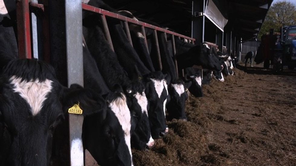 Cows on UK farm