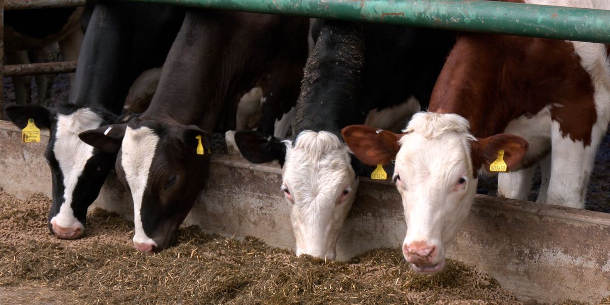 Farmers to open 250 working farms as thousands of Britons given first-hand taste of how food is made Farmers to open 250 working farms as thousands of Britons given first-hand taste of how food is made