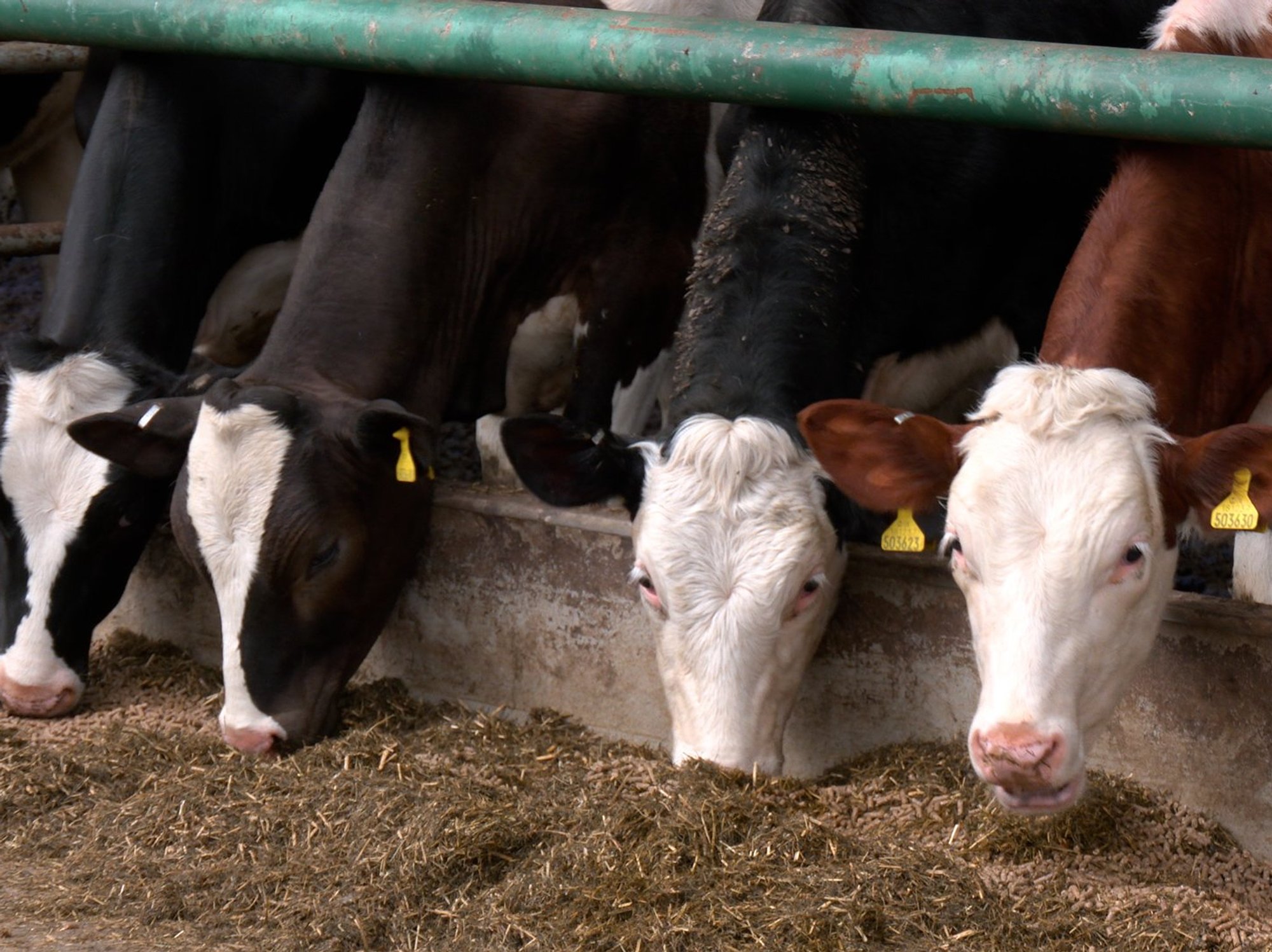 Cows