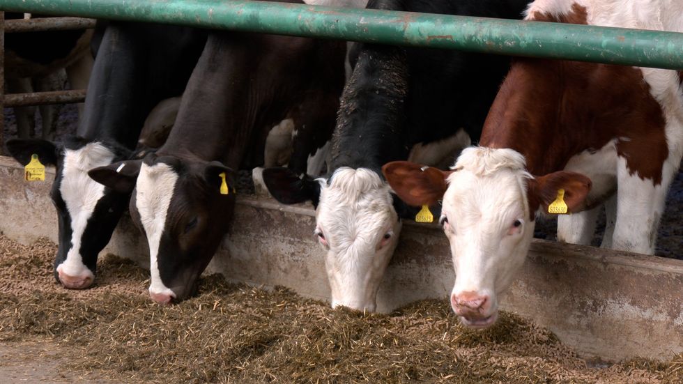Cows