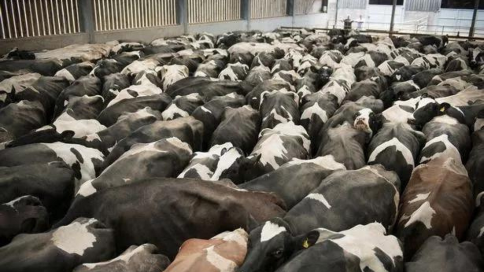 Cows