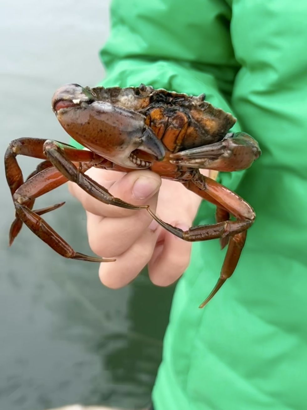Crab in hand
