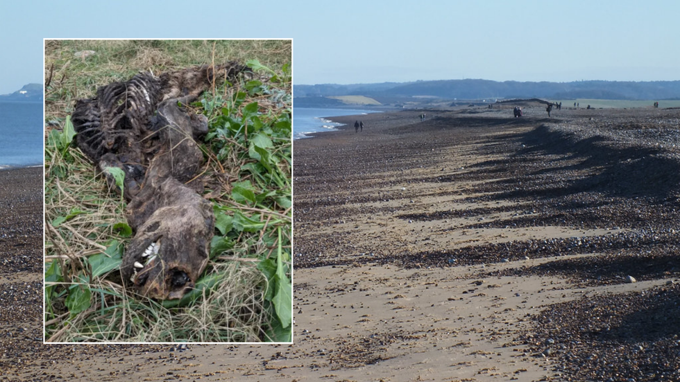 Creature/Cley Beach