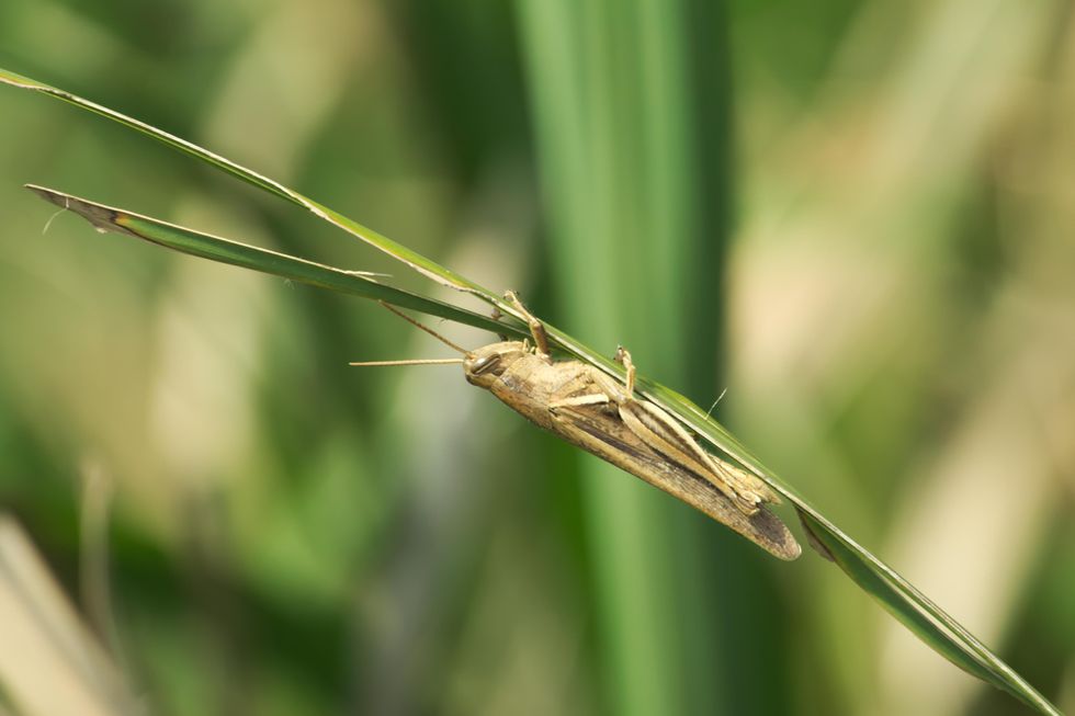 Crickets are set to be allowed in a number of common foods