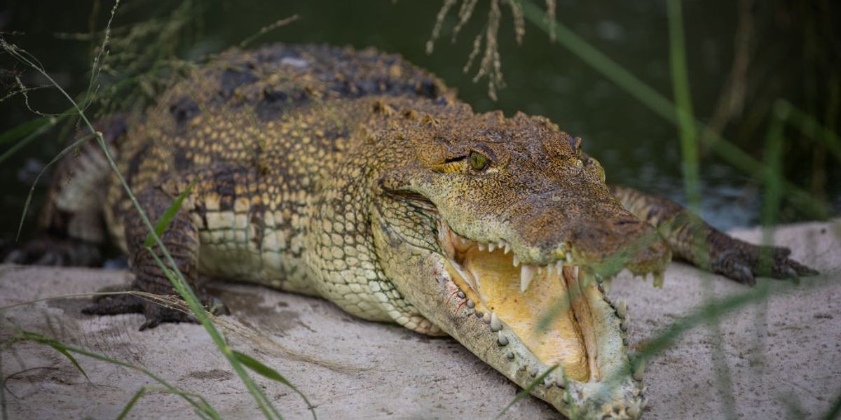 NextImg:Human remains found inside huge 16ft crocodile as father was snatched in front of wife and kids