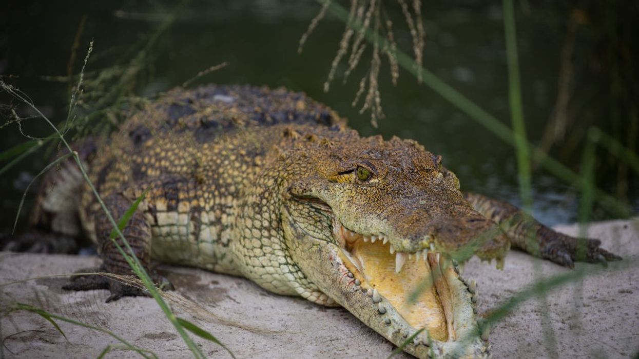 Crocodile