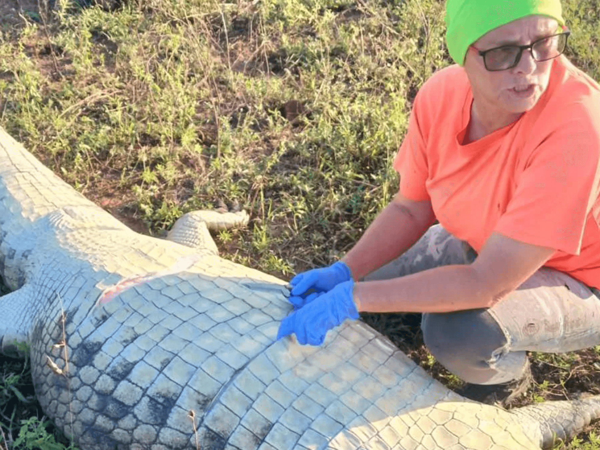 Crocodile