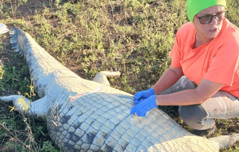 Crocodile