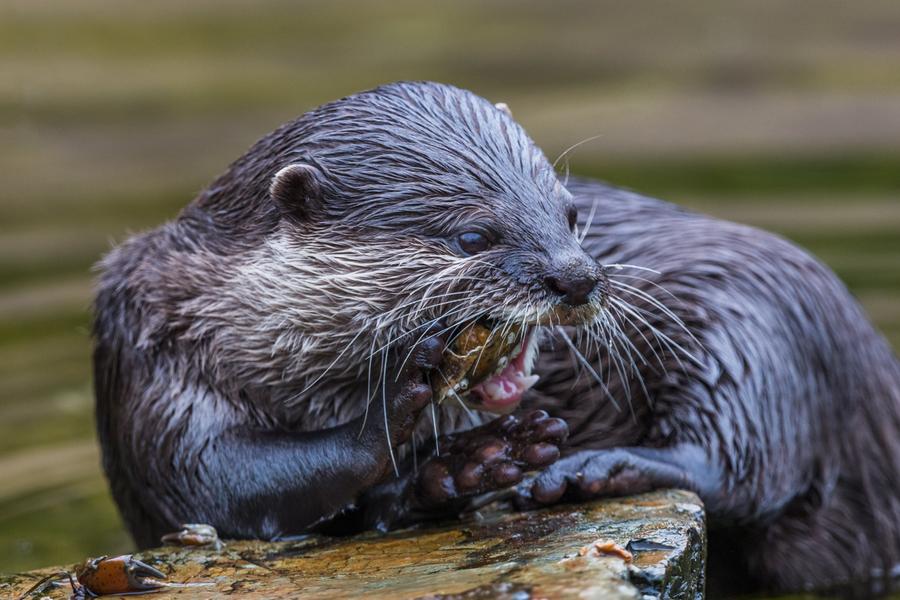 Cute otter eating a little crab