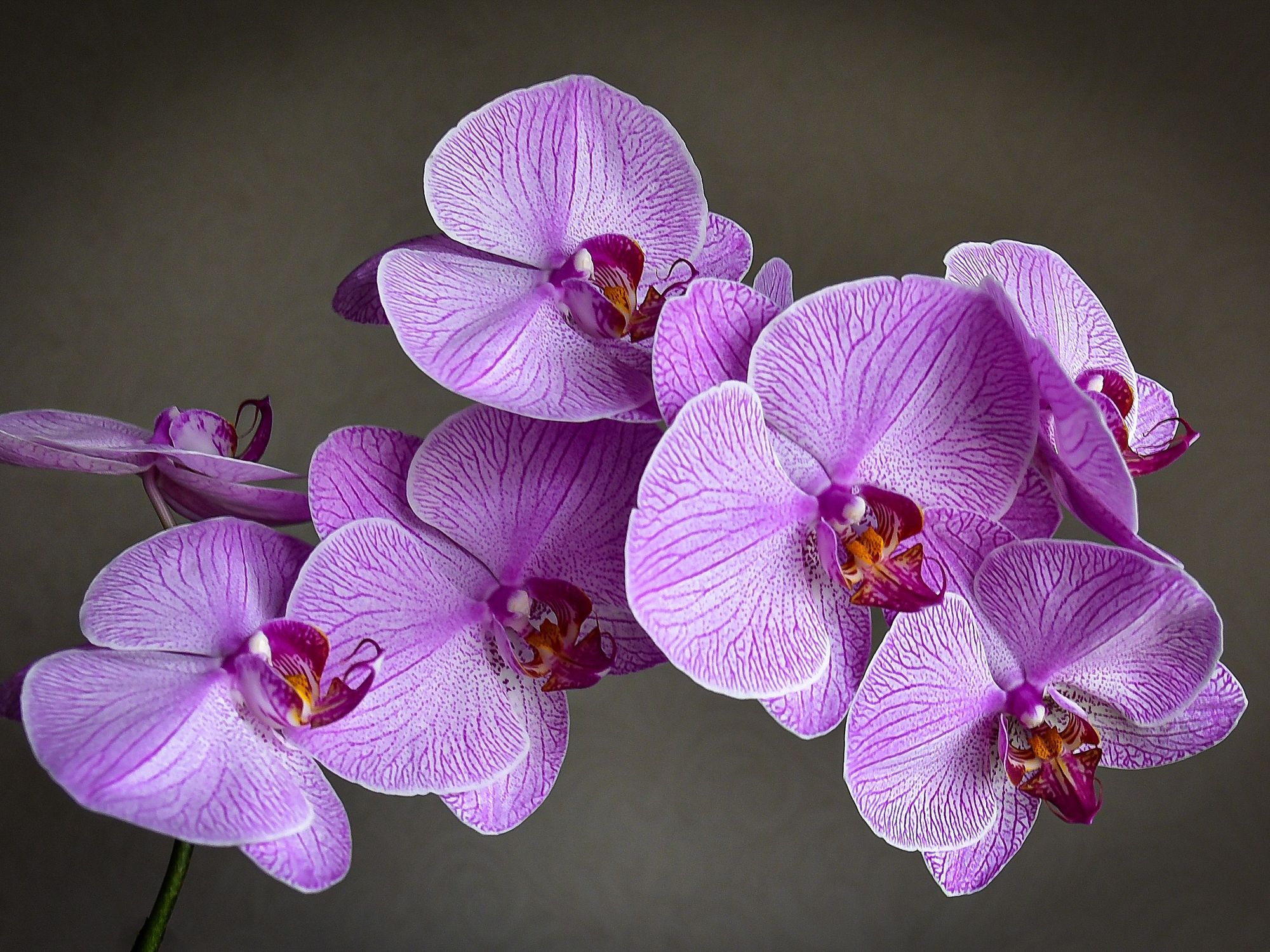Orchids push out an 'abundance of fresh flowers' with easy trick to complete after blooms fade
