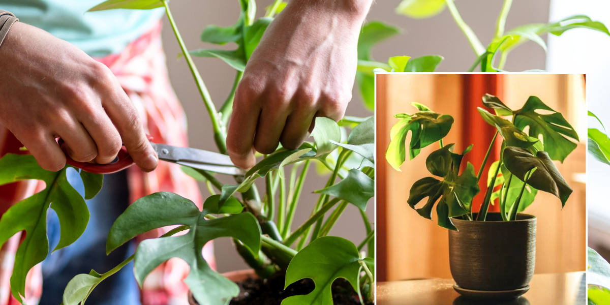 NextImg:Gardeners told cost-effective ways to protect their plants from cold weather as conditions are 'killing your houseplants'