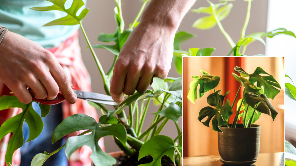 Cutting houseplant / cheese plant
