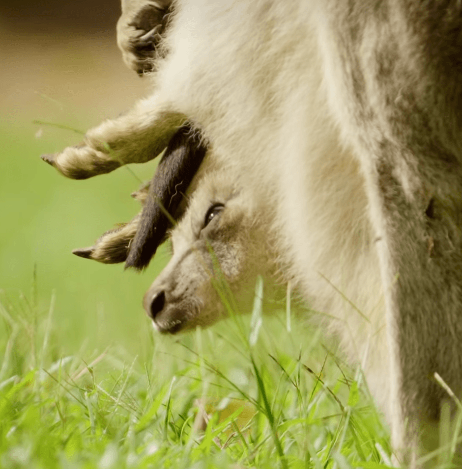 Cwtch